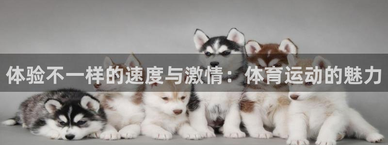 MK体育官方正版app娱乐首页网站大全:体验不一样的速度与激